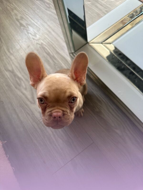 French Bulldog - Image 3 of 3