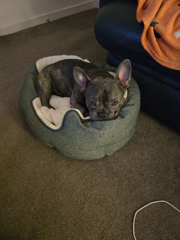 Blue French Bulldog Puppies For Sale