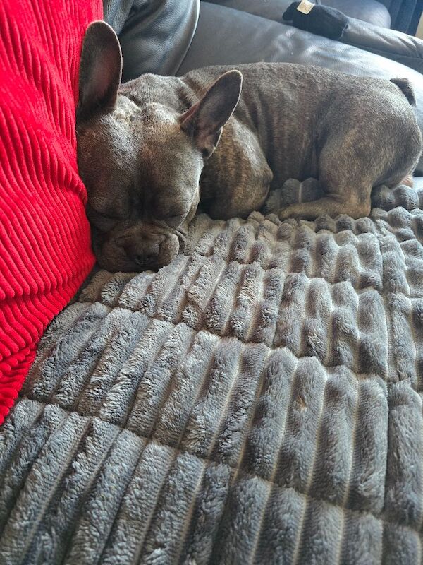 French bulldog - Image 3 of 3