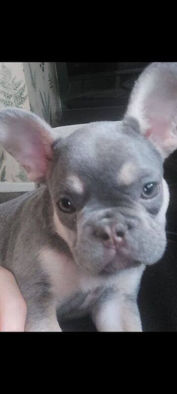 French Bulldog puppies for sale in Huddersfield, West Yorkshire – 9 weeks old