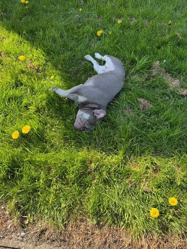 French bulldog (adult) - Image 2 of 4