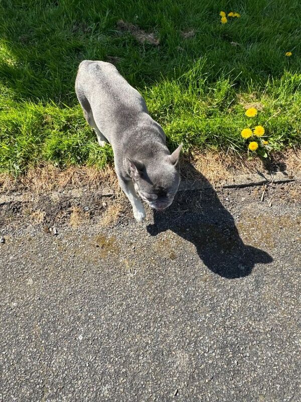 French bulldog (adult) - Image 3 of 4