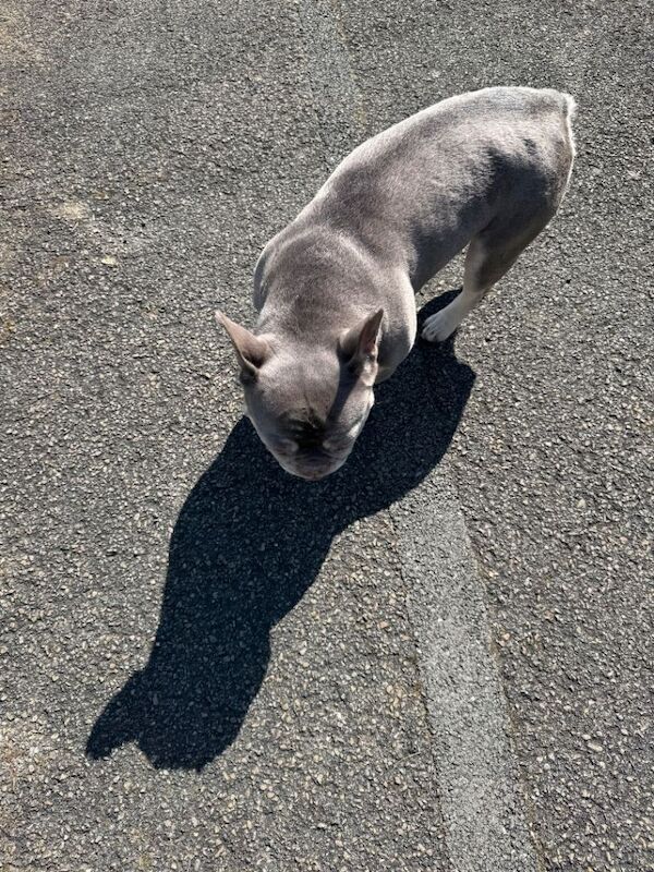 French bulldog (adult) - Image 4 of 4