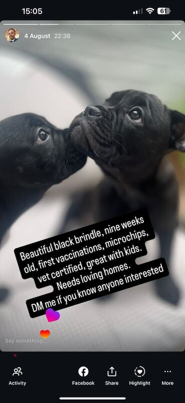 French Bulldog puppies for sale in Notting Hill, Greater London – 10 weeks old