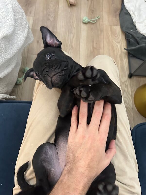 French Bulldog puppies for sale in Notting Hill, Greater London – 10 weeks old - Image 2 of 3