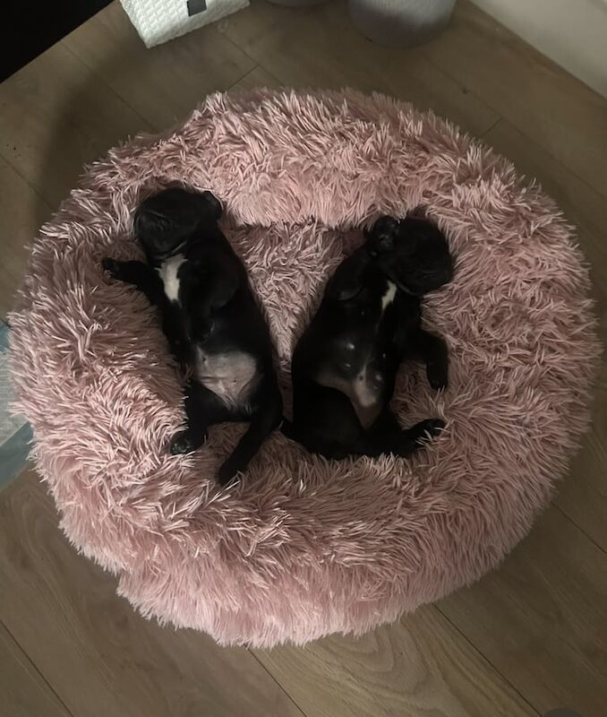 French Bulldog puppies for sale in Notting Hill, Greater London – 10 weeks old - Image 3 of 3