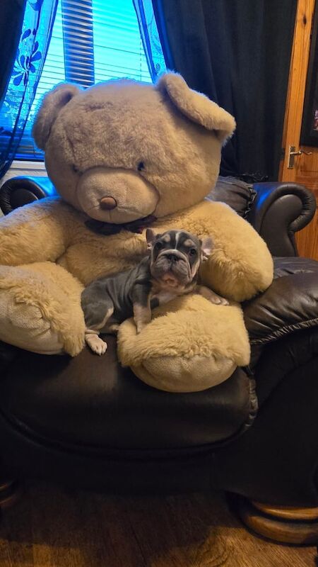 French bulldog bigrope - Image 2 of 3