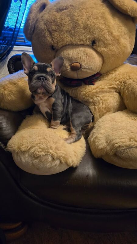 French bulldog bigrope - Image 3 of 3