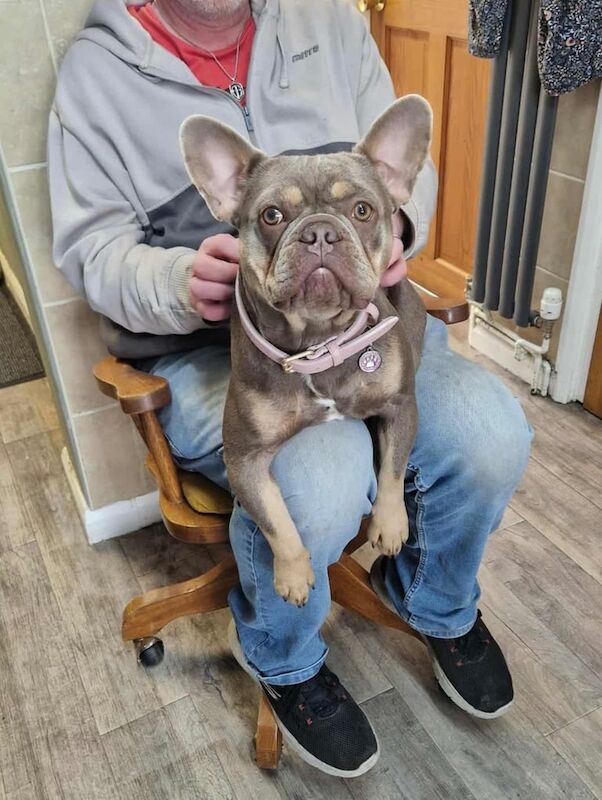 French Bulldog puppies for sale in Lincoln, Lincolnshire – KC registered, 1 year old