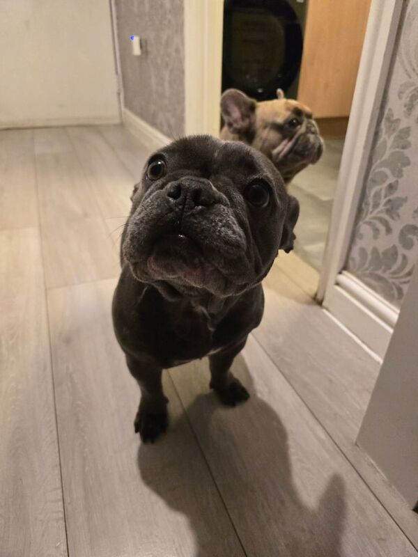 French Bulldog puppies for sale in Rochester, Kent – 4 years old