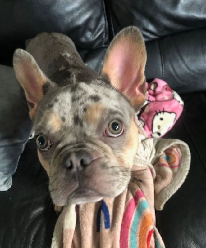 Blue French Bulldog Puppies For Sale