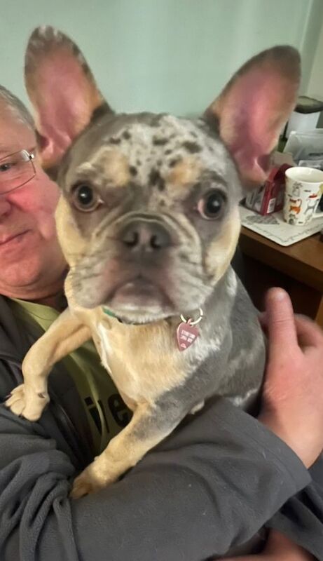 French Bulldog puppies for sale in Bournemouth, Dorset – 8 months old