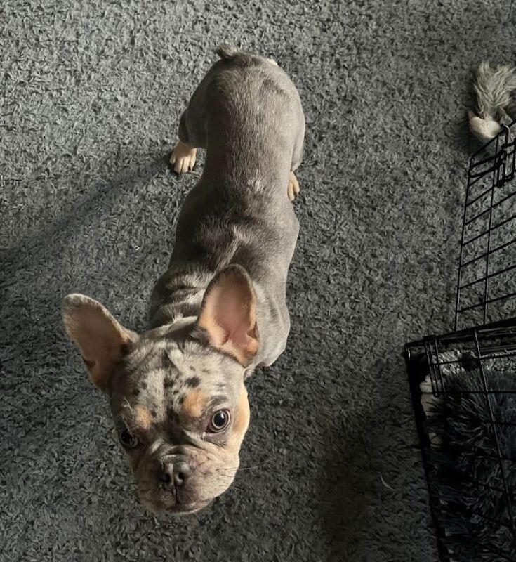 French Bulldog puppies for sale in Bournemouth, Dorset – 8 months old - Image 2 of 6