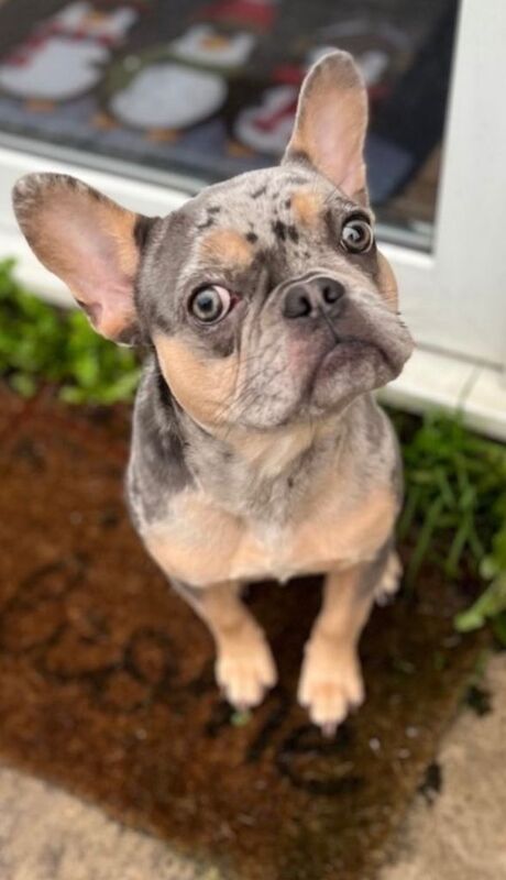 French Bulldog puppies for sale in Bournemouth, Dorset – 8 months old - Image 3 of 6