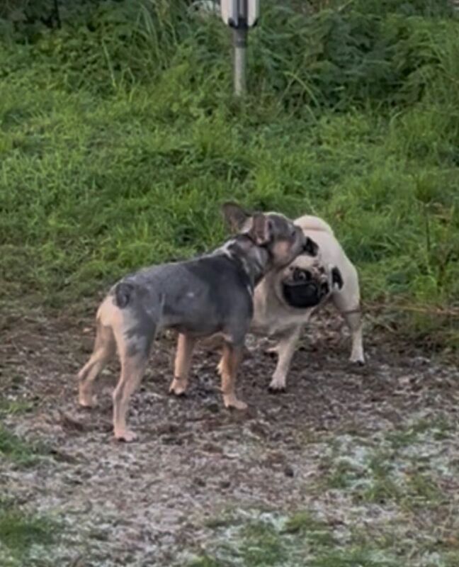 French Bulldog puppies for sale in Bournemouth, Dorset – 8 months old - Image 6 of 6