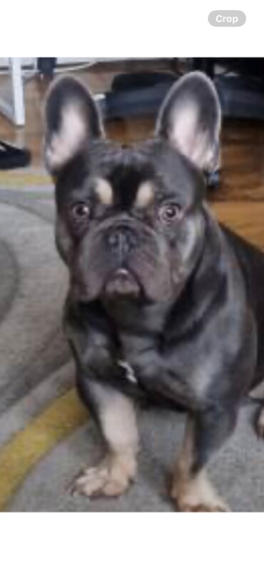 French Bulldog puppies for sale in Bacup, Lancashire – KC registered, 2 years old