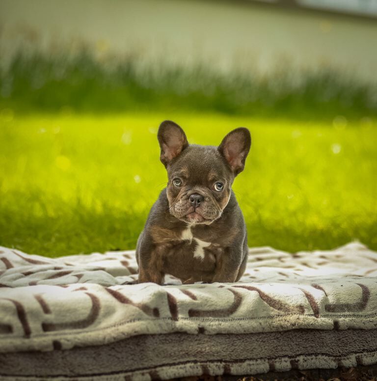Frenchie Puppies For Sale