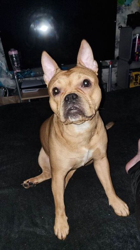 Frenchie Puppies For Sale