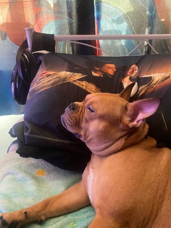 French bulldog cross american bulldog - Image 2 of 2