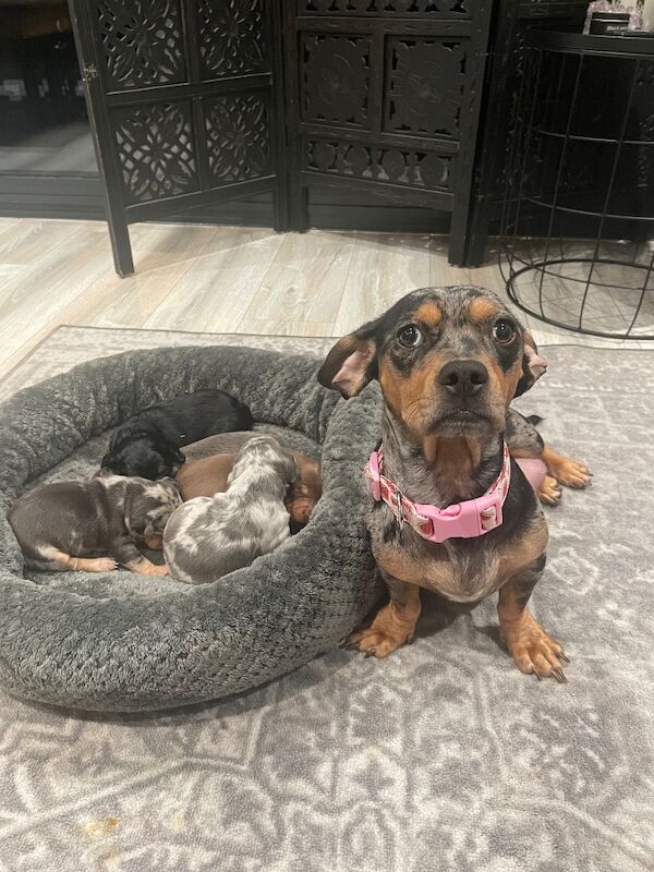 French bulldog cross dachshund puppies
