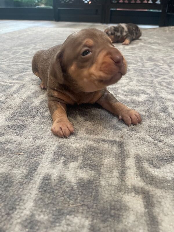 French bulldog cross dachshund puppies - Image 2 of 11