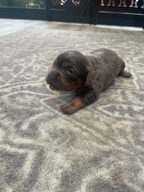 French bulldog cross dachshund puppies - Image 3 of 11