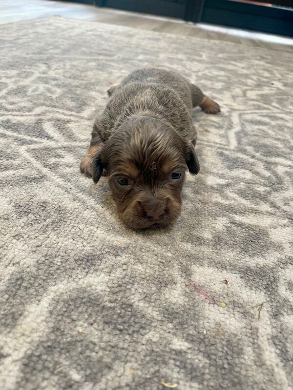 French bulldog cross dachshund puppies - Image 4 of 11