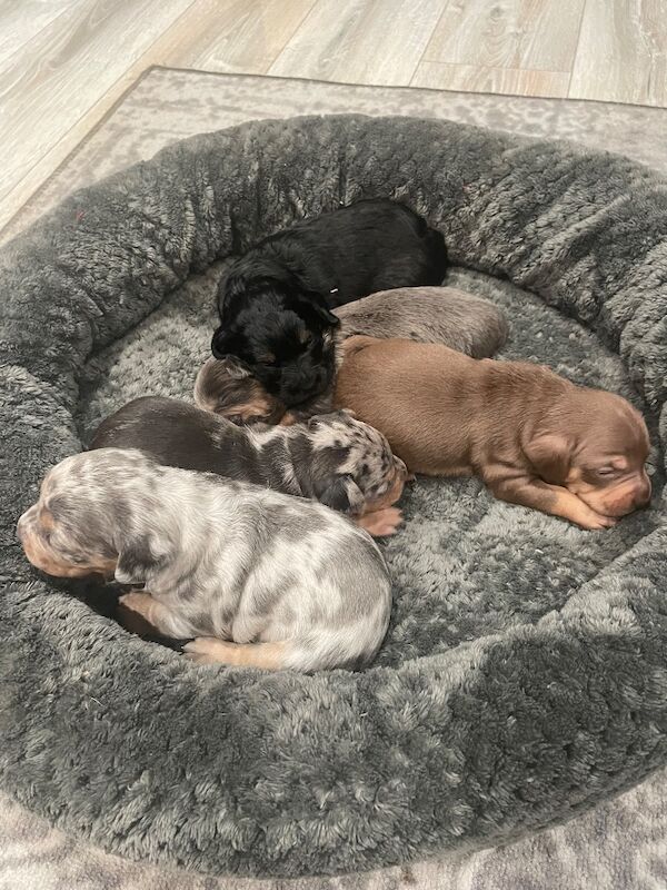 French bulldog cross dachshund puppies - Image 5 of 11