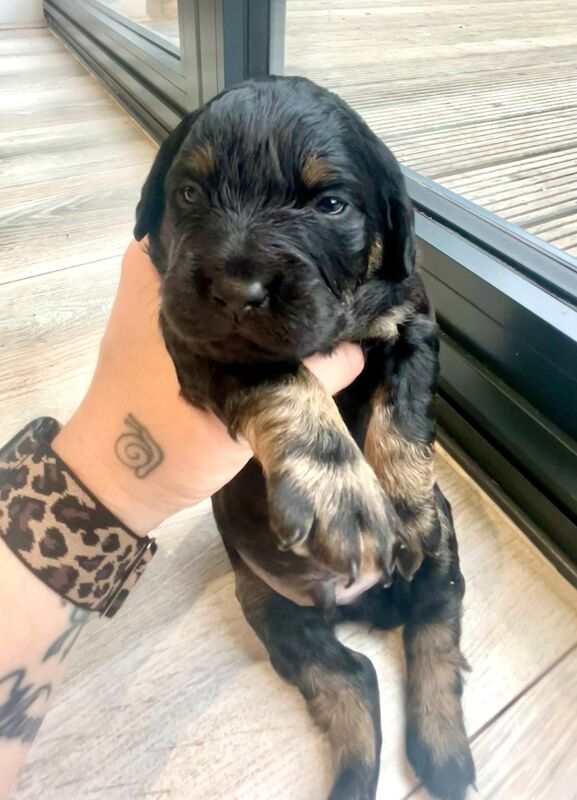 French bulldog cross dachshund puppies - Image 6 of 11