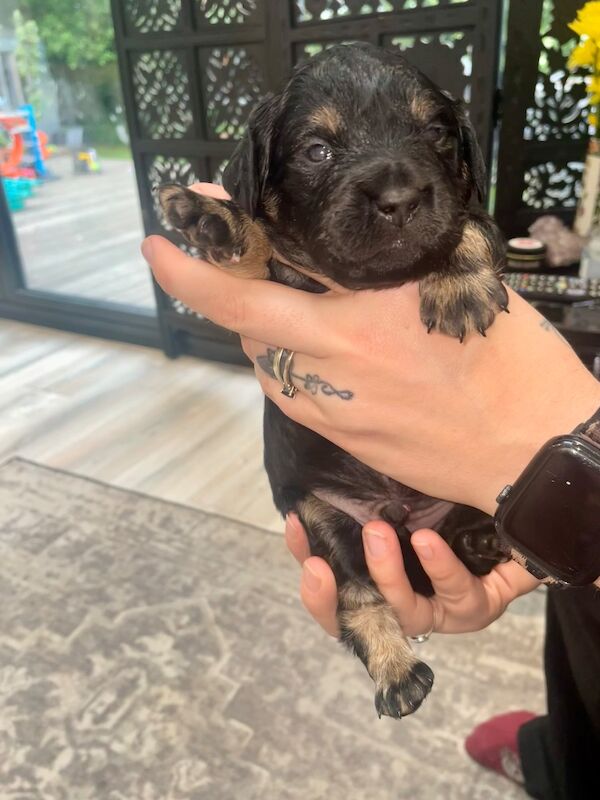 French bulldog cross dachshund puppies - Image 7 of 11