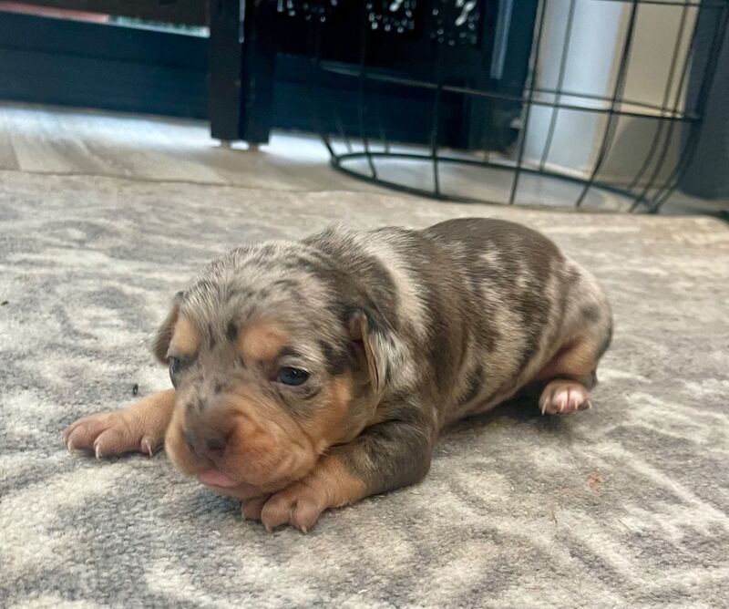 French bulldog cross dachshund puppies - Image 8 of 11