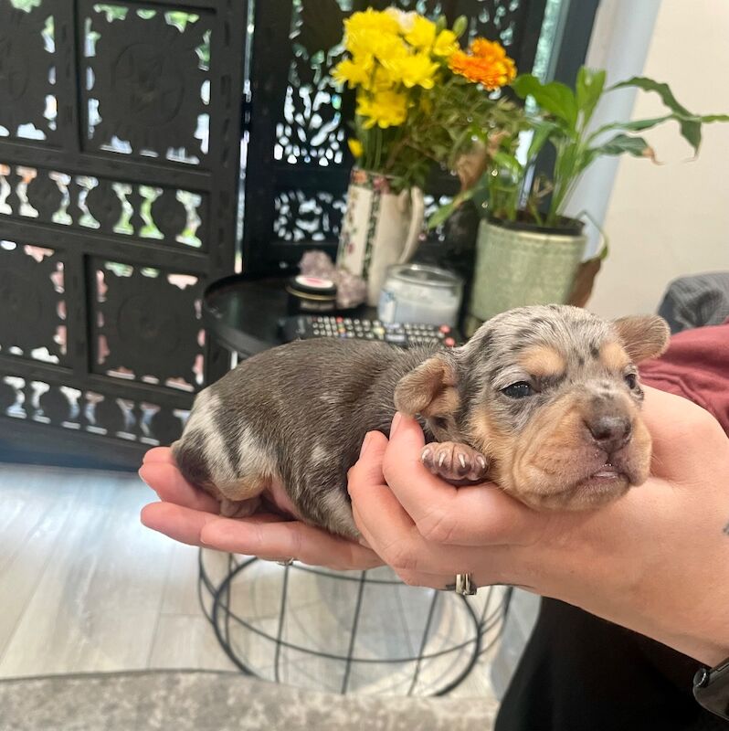 French bulldog cross dachshund puppies - Image 9 of 11
