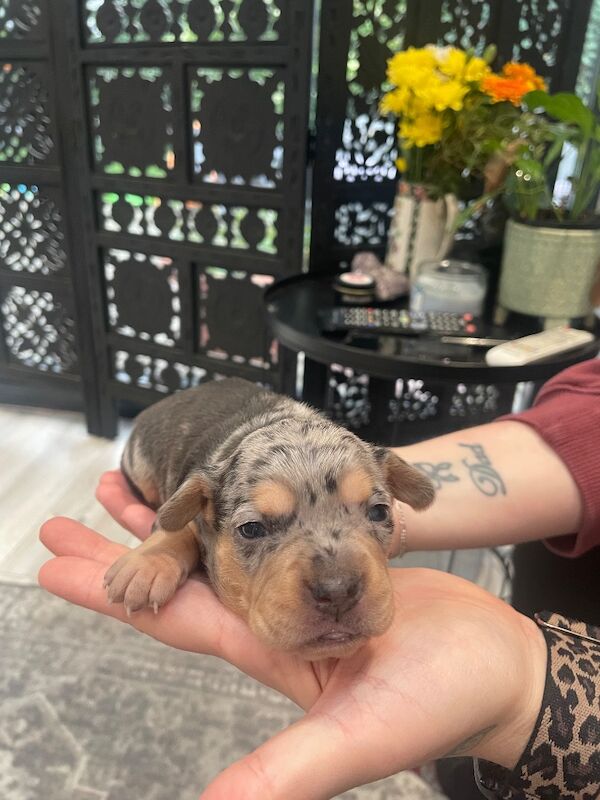 French bulldog cross dachshund puppies - Image 10 of 11