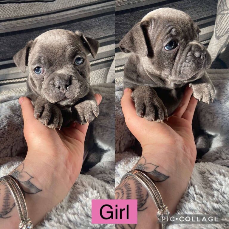 French bulldog cross English bulldog for sale in Heckmondwike, West Yorkshire
