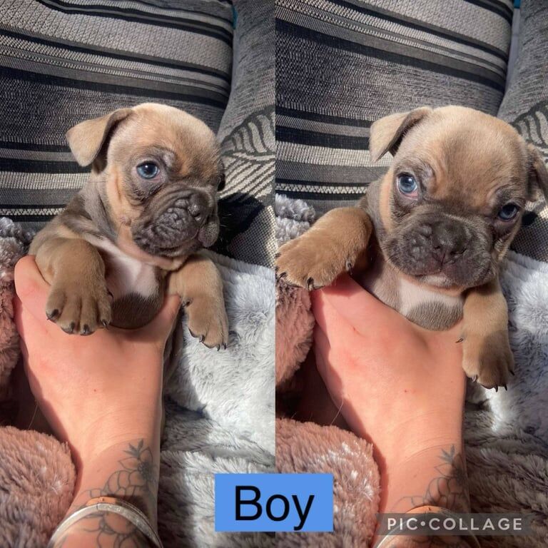 French bulldog cross English bulldog for sale in Heckmondwike, West Yorkshire - Image 2