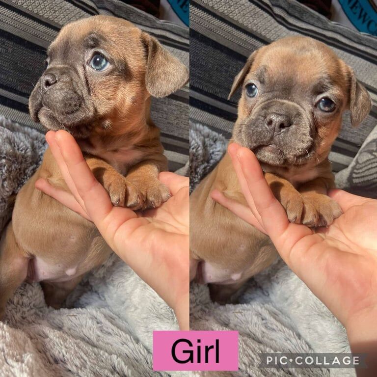 French bulldog cross English bulldog for sale in Heckmondwike, West Yorkshire - Image 3