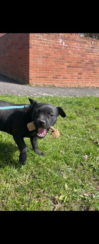 French bulldog cross puppy for sale in Luton, Bedfordshire