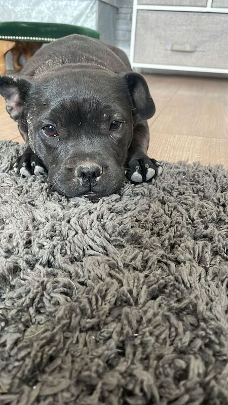 French bulldog cross puppy for sale in Luton, Bedfordshire | Image 2