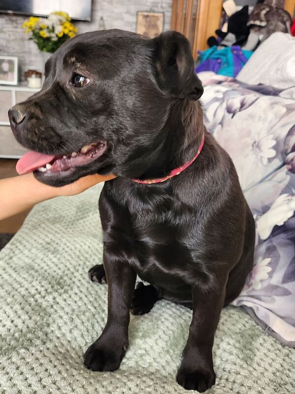 French bulldog cross puppy for sale in Luton, Bedfordshire | Image 3