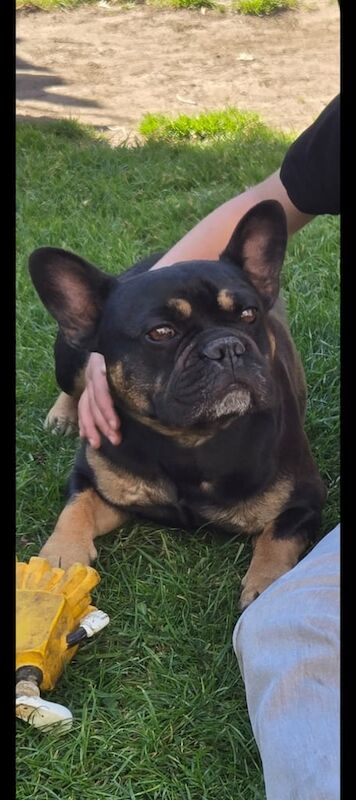 French Bulldog puppies for sale in Stechford, West Midlands – 3 years old