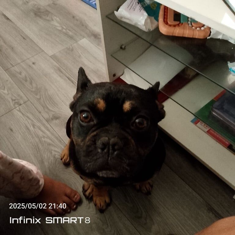 French Bulldog puppies for sale in Stechford, West Midlands – 3 years old - Image 2 of 3