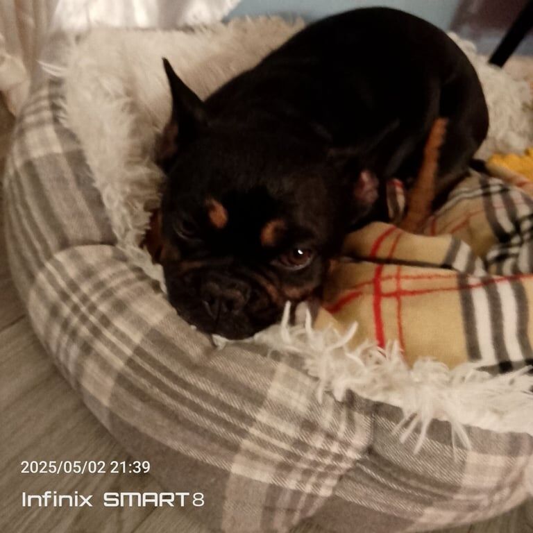 French Bulldog puppies for sale in Stechford, West Midlands – 3 years old - Image 3 of 3