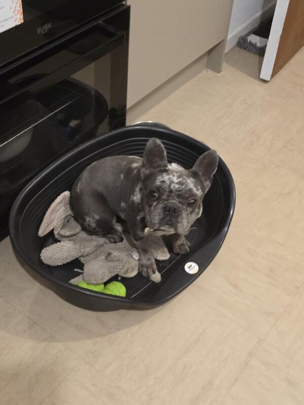 French Bulldog puppies for sale in Castle Bromwich, West Midlands – 3 years old