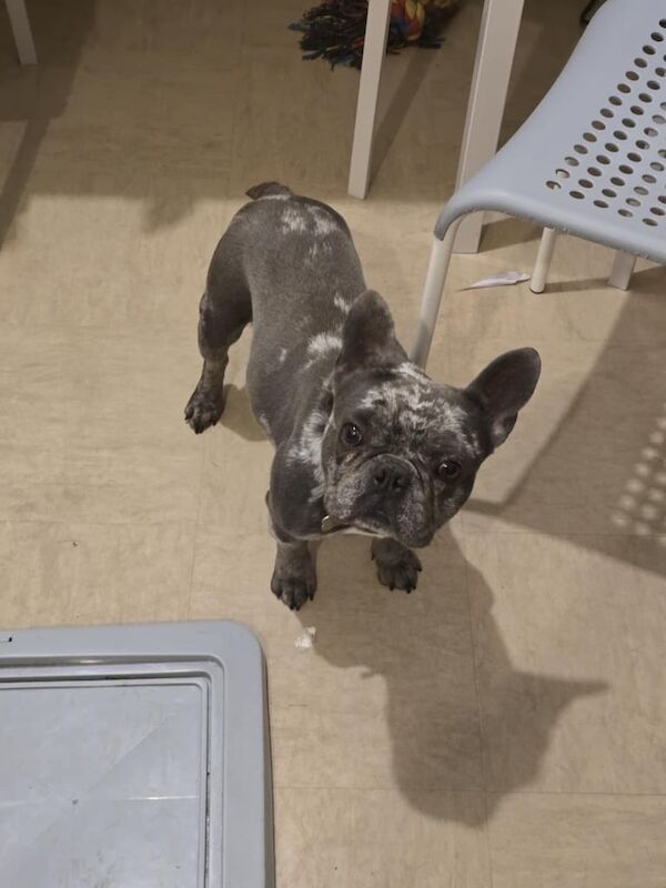 French Bulldog puppies for sale in Castle Bromwich, West Midlands – 3 years old - Image 2 of 3