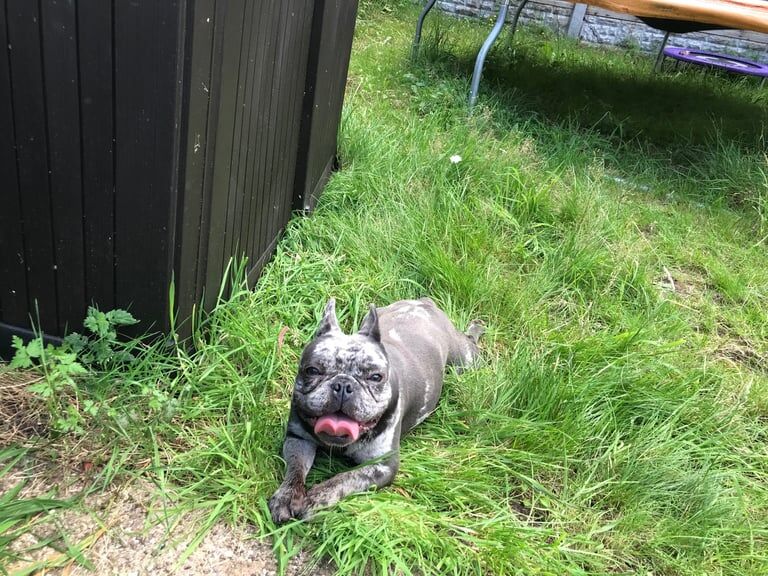 French Bulldog puppies for sale in Castle Bromwich, West Midlands – 3 years old - Image 3 of 3