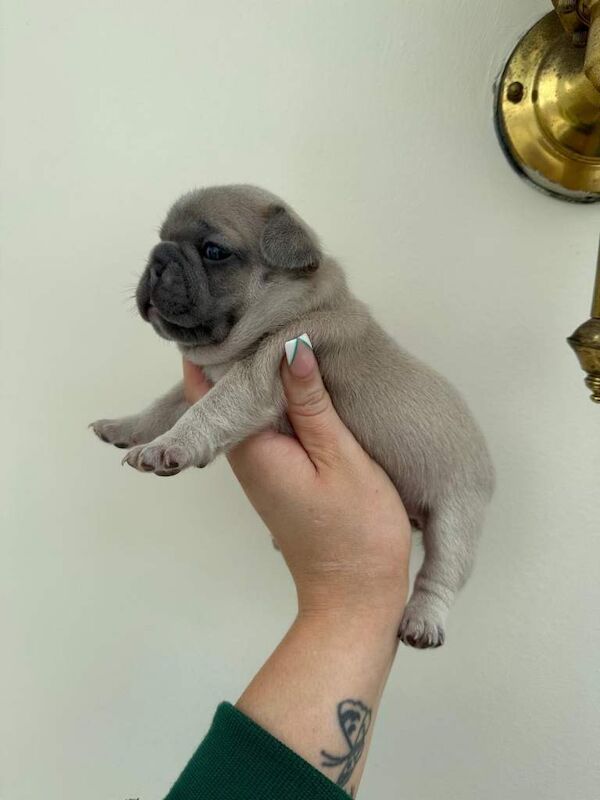 French Bulldog Puppies For Sale Under £1,000