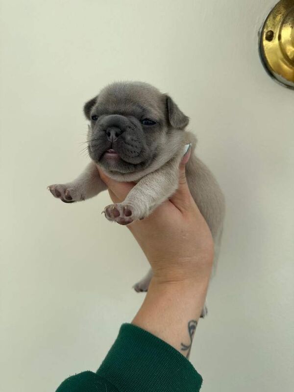 French bulldog female - Image 2 of 4