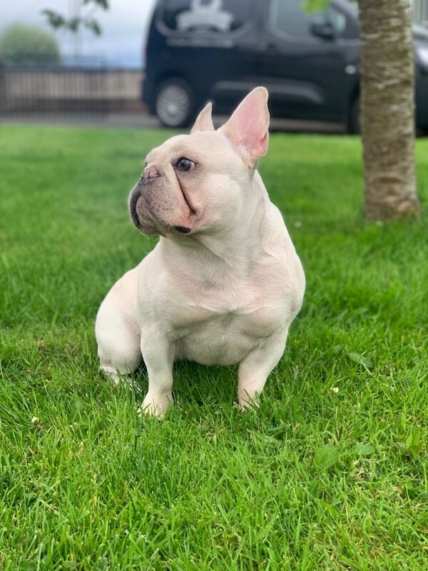 French bulldog female - Image 3 of 4
