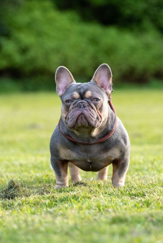 French bulldog female - Image 4 of 4