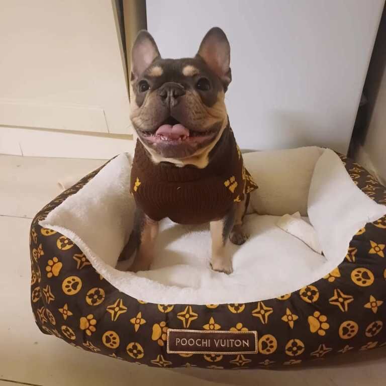 Frenchie Puppies For Sale